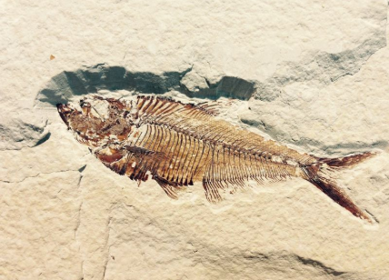 Fossil of fish