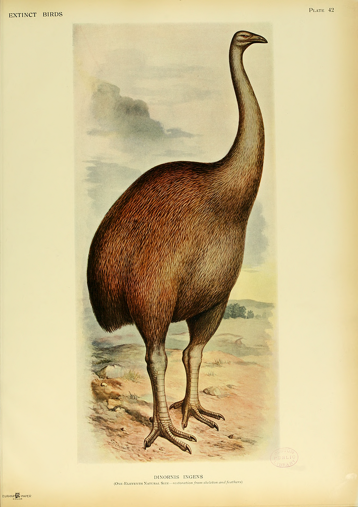 Prehistoric Birds
