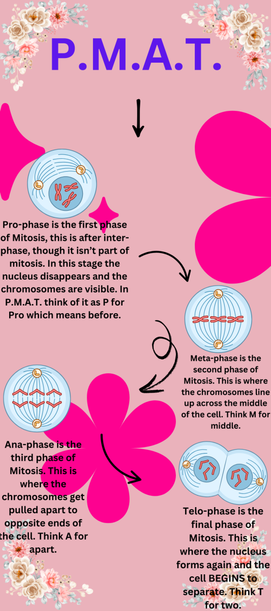Mitosis