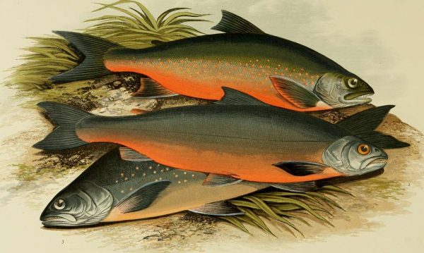 Fish