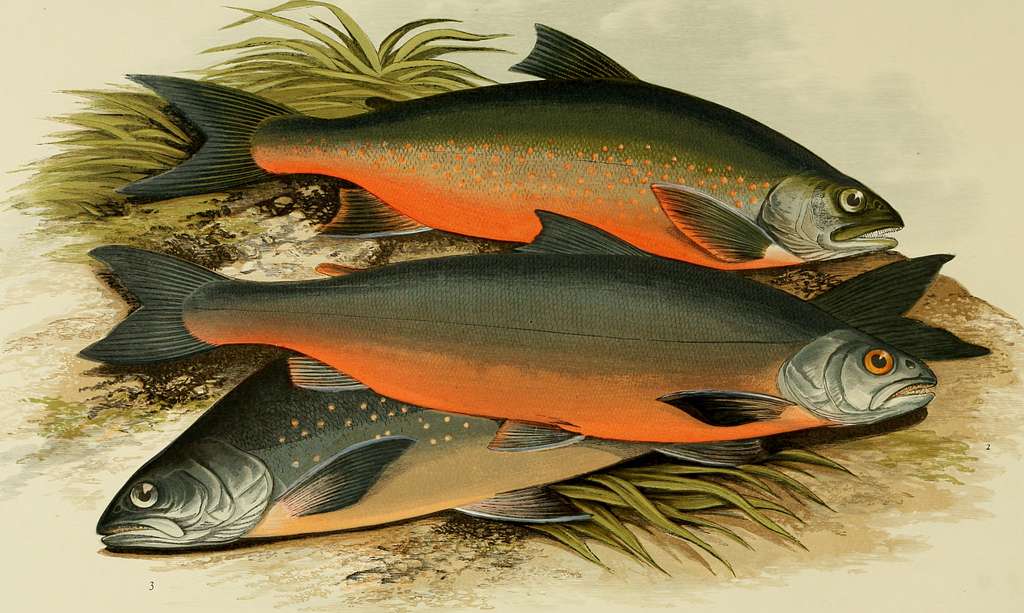 Fish