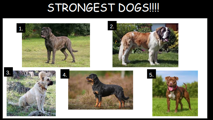 The Top Five Strongest Dogs