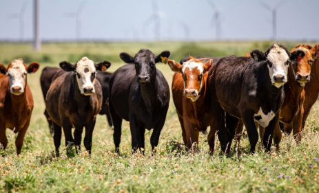 Ranking Cattle