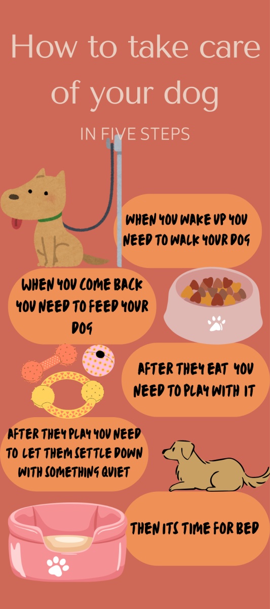 How To Take Care Of Your Dog