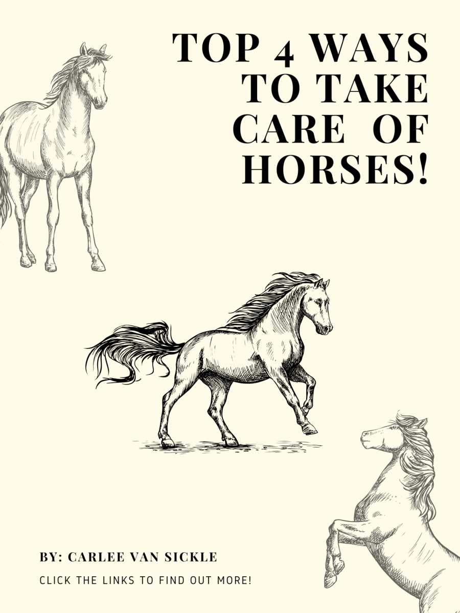 Horse of course!