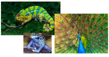 Three things color helps animals with.
